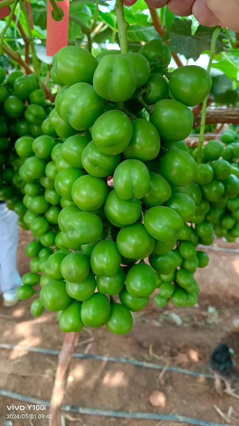 先正達集團中國 優質農資肥料熱銷，助力現代農業騰飛